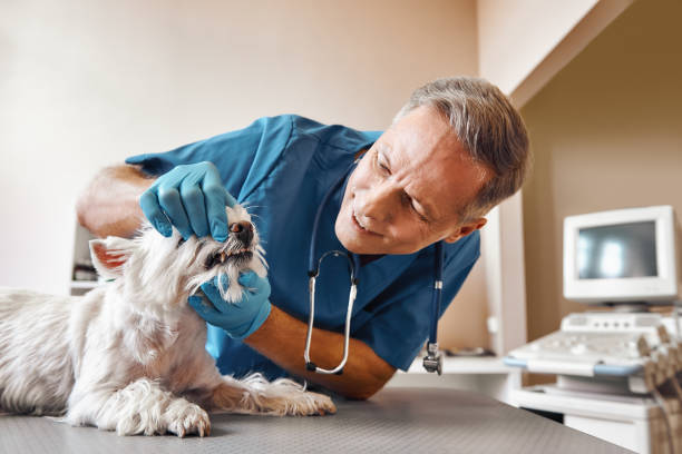 Best Walk-In Emergency Dental Services in Hamilton, MT